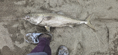 ブリの釣果