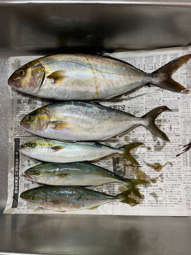 ショゴの釣果