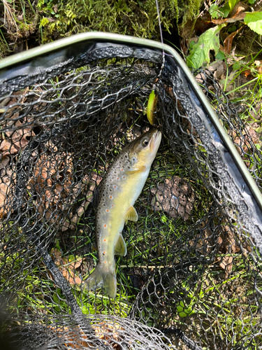 ニジマスの釣果