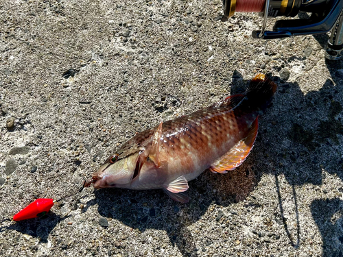 アカササノハベラの釣果