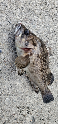 クロソイの釣果