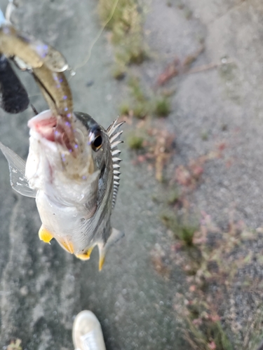 キビレの釣果