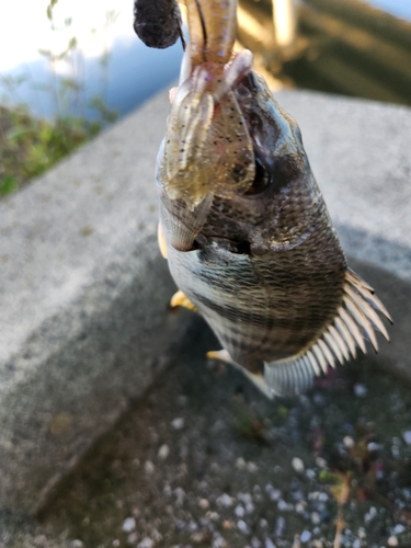 キビレの釣果