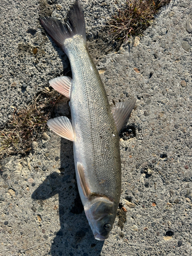 ウグイの釣果