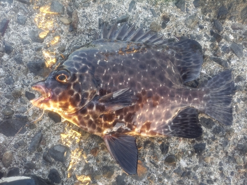 イシガキダイの釣果