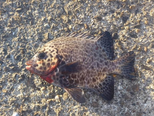 イシガキダイの釣果