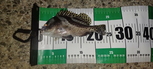 コショウダイの釣果