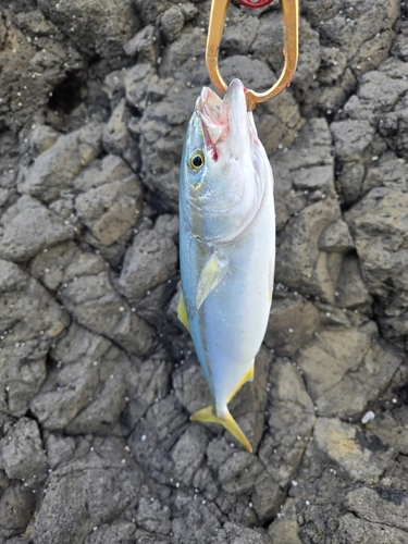 ツバスの釣果