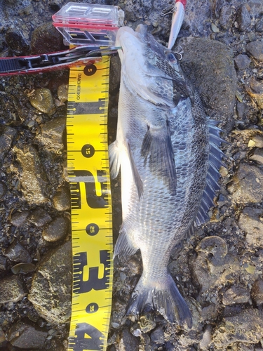 クロダイの釣果