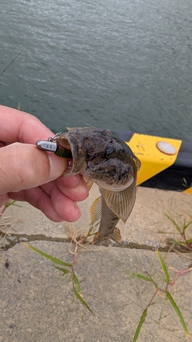 マハゼの釣果