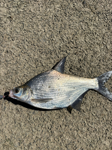 ダントウボウの釣果