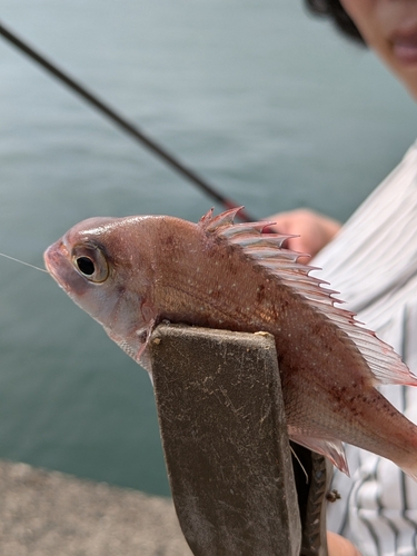 チャリコの釣果