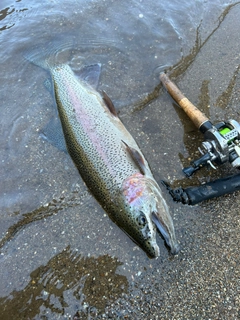 ニジマスの釣果