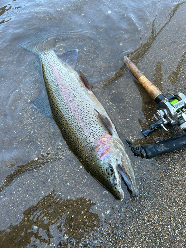 ニジマスの釣果