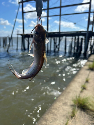 アメリカナマズの釣果