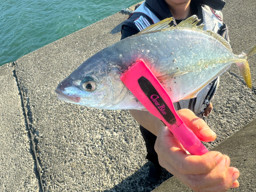 シマアジの釣果