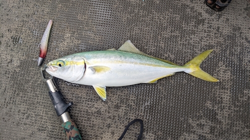 イナダの釣果