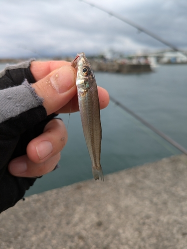 シロギスの釣果