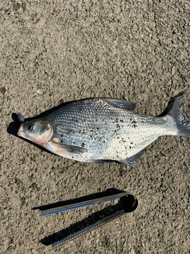 ダントウボウの釣果