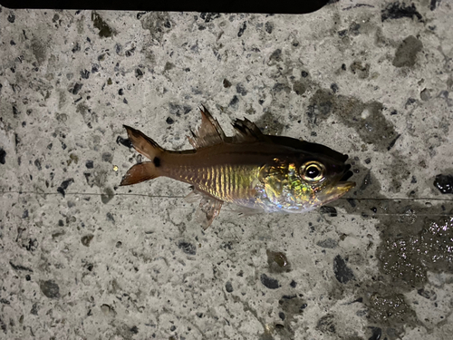 ネンブツダイの釣果