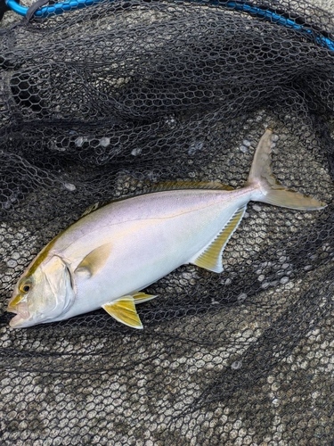 ショゴの釣果