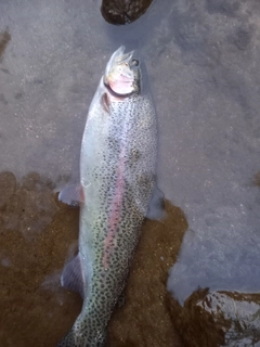 ニジマスの釣果