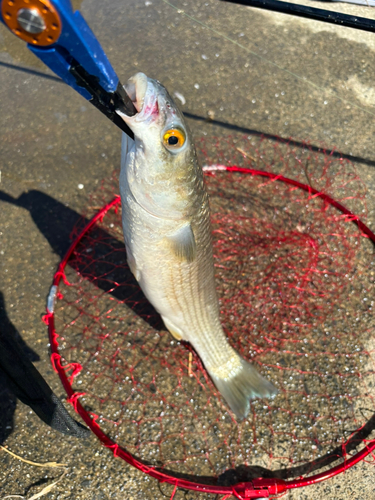 メナダの釣果