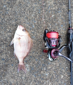 マダイの釣果