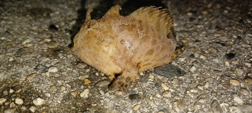 アンコウの釣果