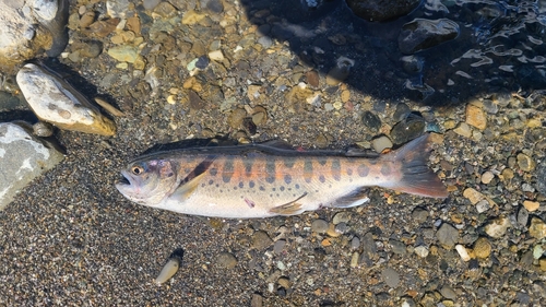 ヤマメの釣果