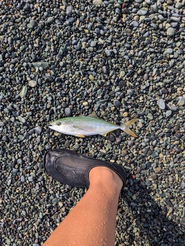 ショゴの釣果