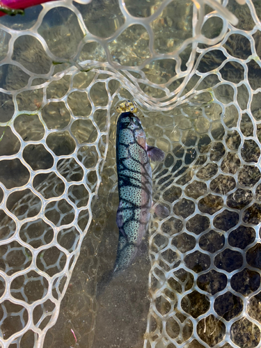 ニジマスの釣果