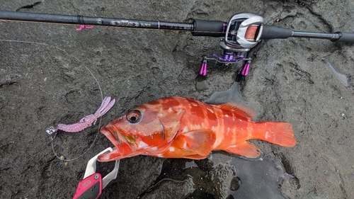 アカハタの釣果