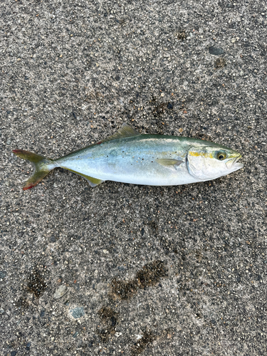 ツバイソの釣果