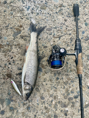 ウグイの釣果