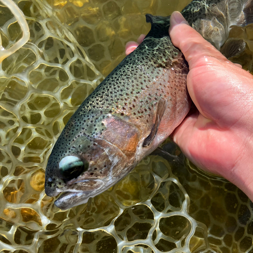 ニジマスの釣果