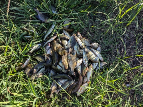 ブラックバスの釣果