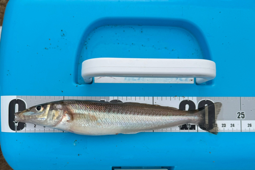 シロギスの釣果