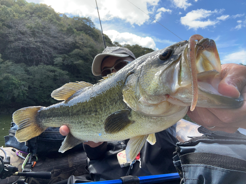 ブラックバスの釣果