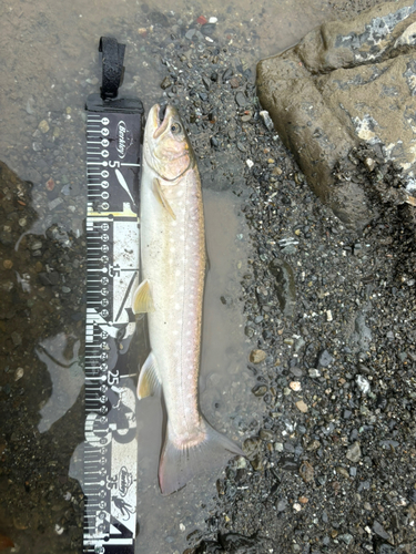 アメマスの釣果