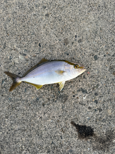 カンパチの釣果