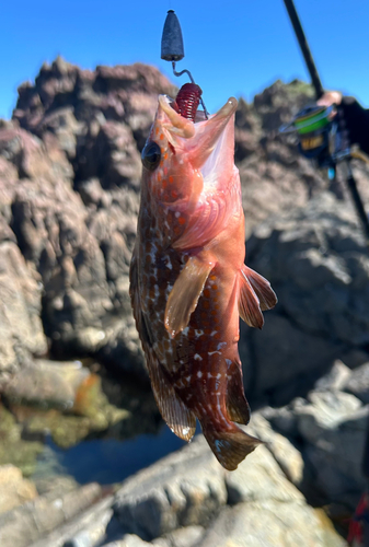 キジハタの釣果