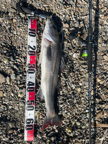 スズキの釣果