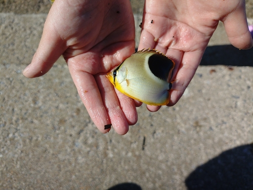 チョウチョウウオの釣果