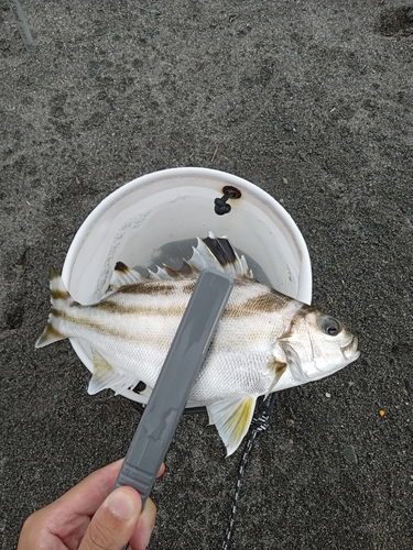 コトヒキの釣果