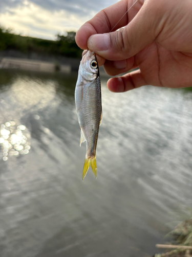 オイカワの釣果