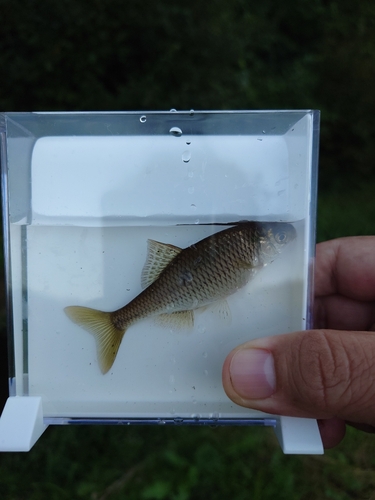 アカヒレタビラの釣果