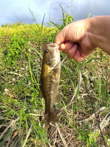 ラージマウスバスの釣果