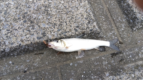 ニゴイの釣果