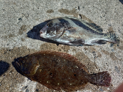 コショウダイの釣果